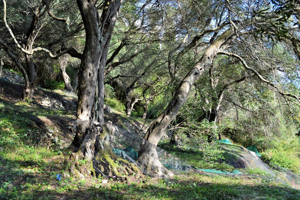 Terreno a Corfù, Grecia, 14 530 m2 - foto 7