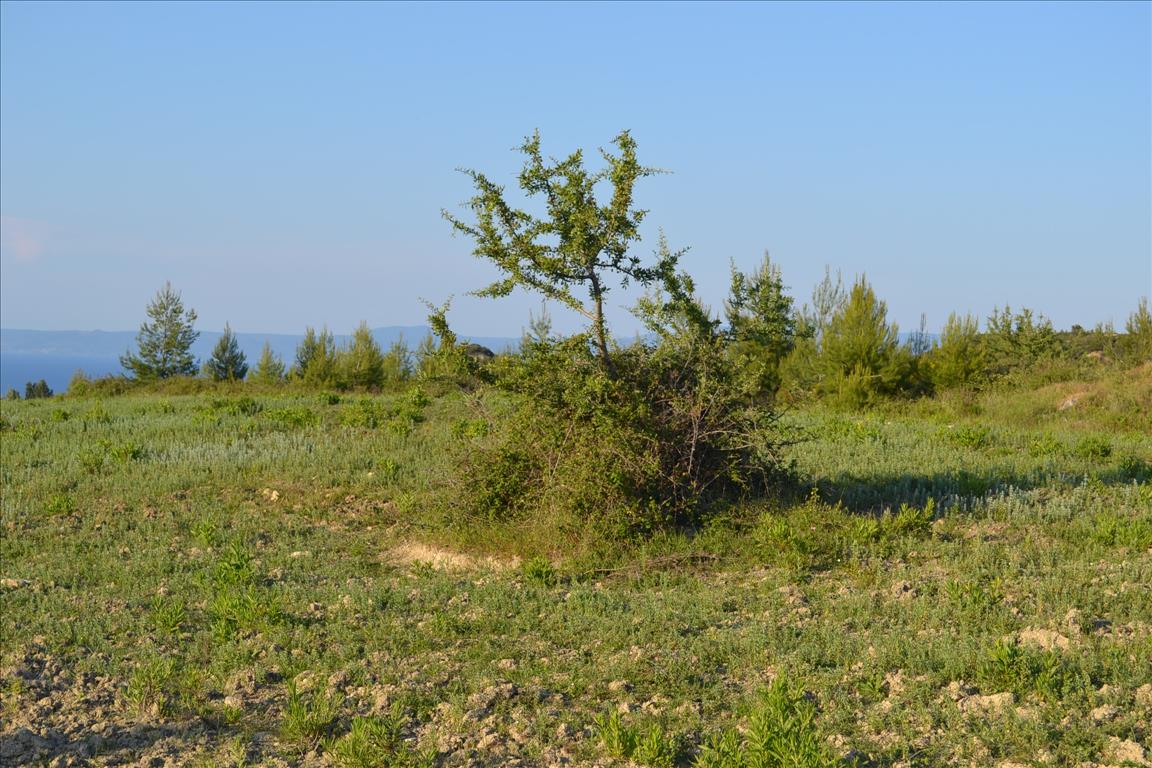 Grundstück in Kassandra, Griechenland, 15 400 m² - Foto 7