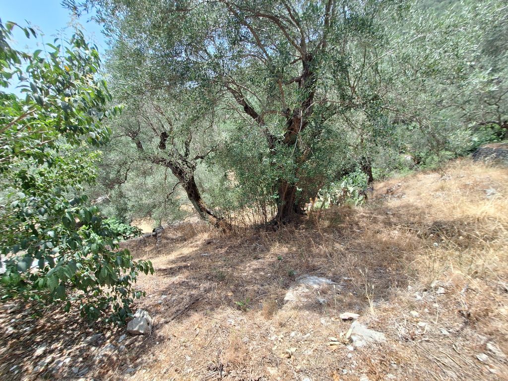 Terrain à Corfou, Grèce, 6 000 m² - image 7