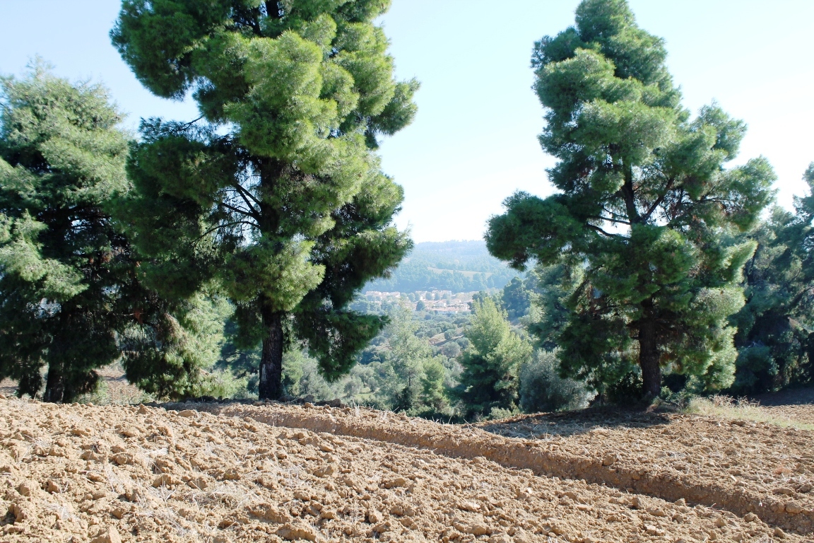 Terreno en Kassandra, Grecia, 9 500 m² - imagen 7
