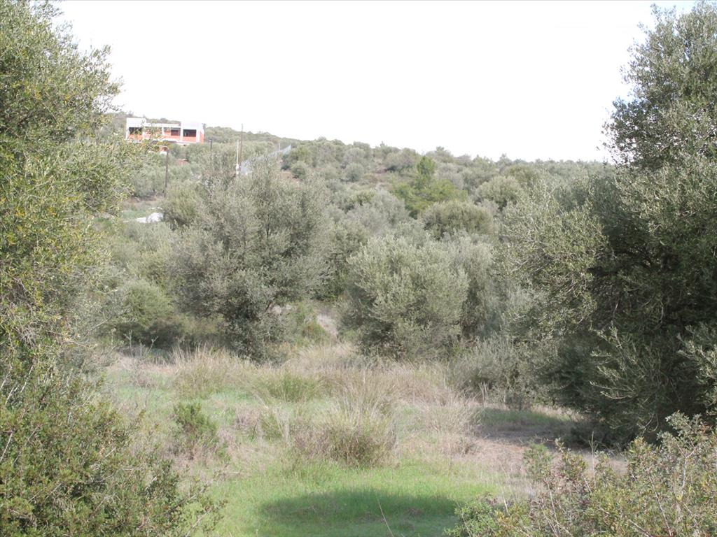 Terreno en Sitonia, Grecia, 13 244 m² - imagen 7