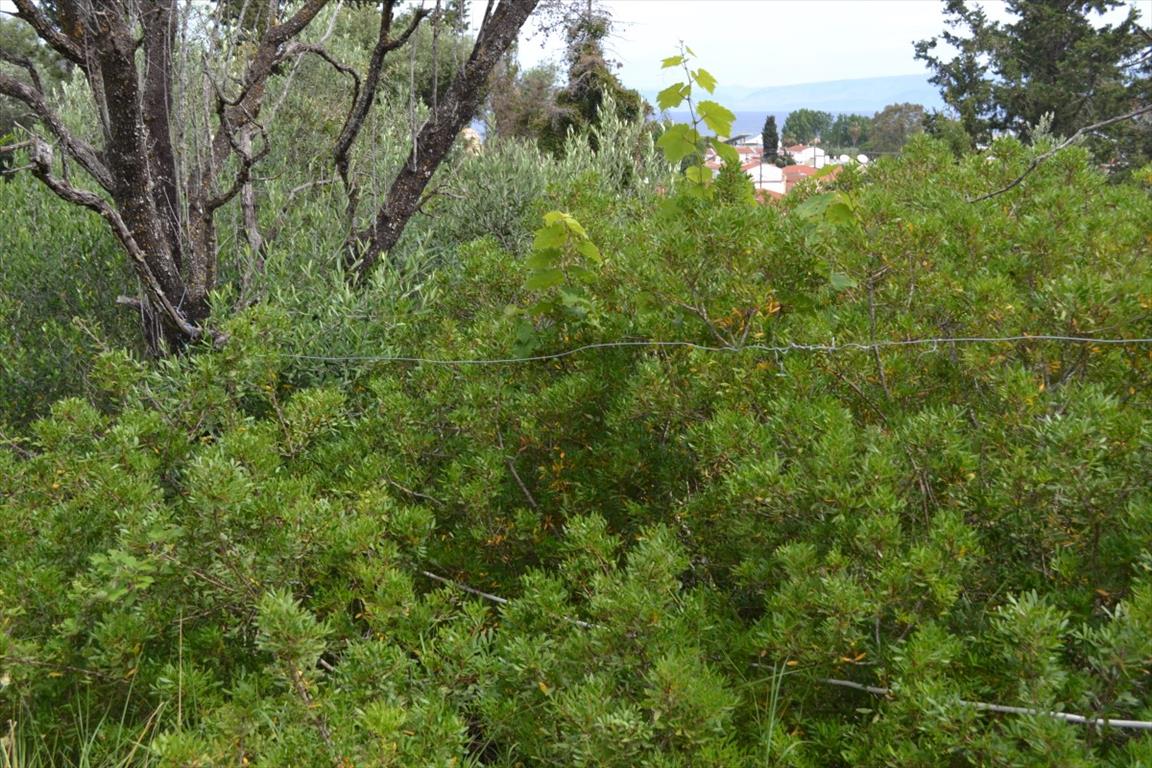 Land in Corfu, Greece, 1 100 m² - picture 7