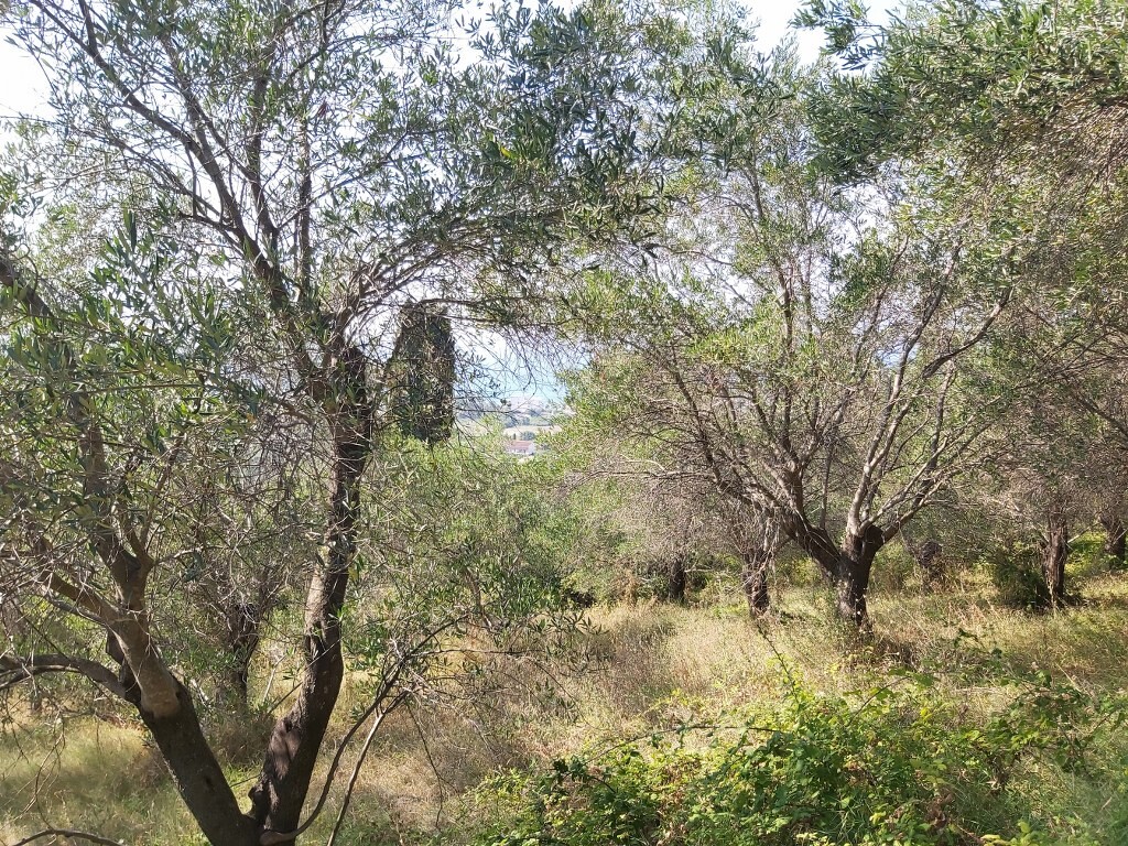 Terreno en Corfú, Grecia, 4 500 m² - imagen 7