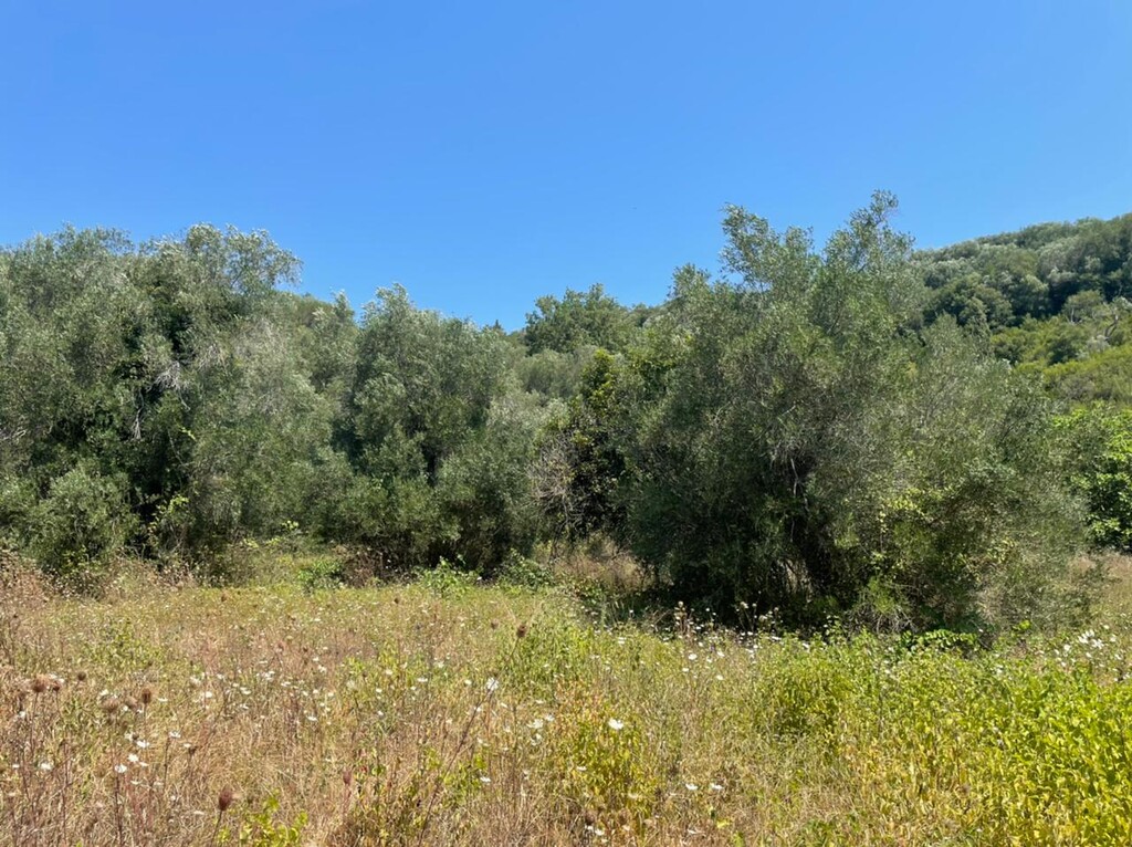 Grundstück in Korfu, Griechenland, 11 450 m² - Foto 7