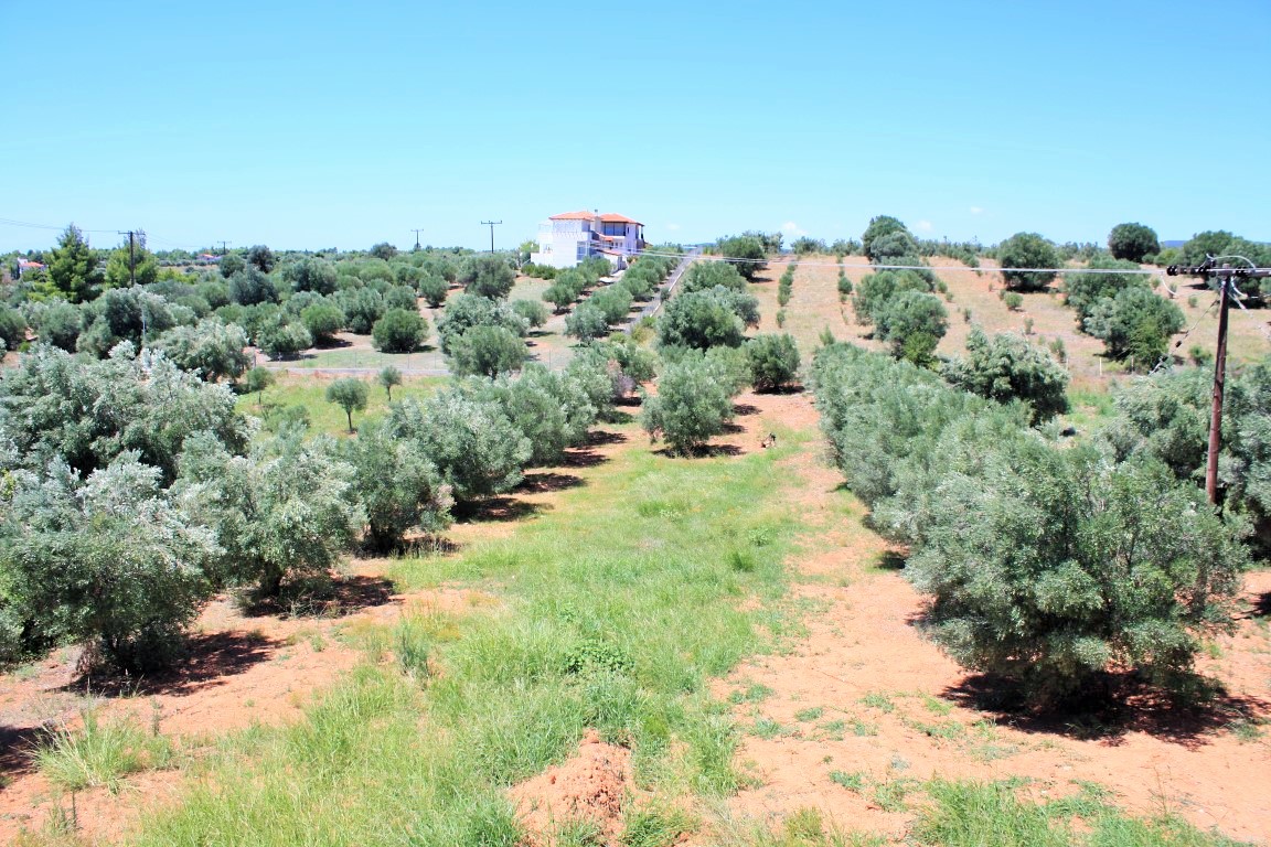 Land in Sithonia, Greece, 4 000 m² - picture 7