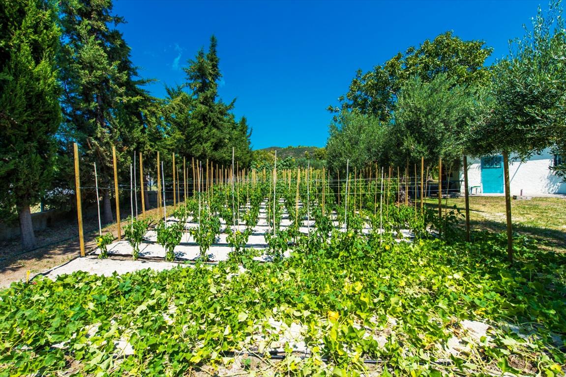 Terreno a Kassandra, Grecia, 2 500 m2 - foto 7