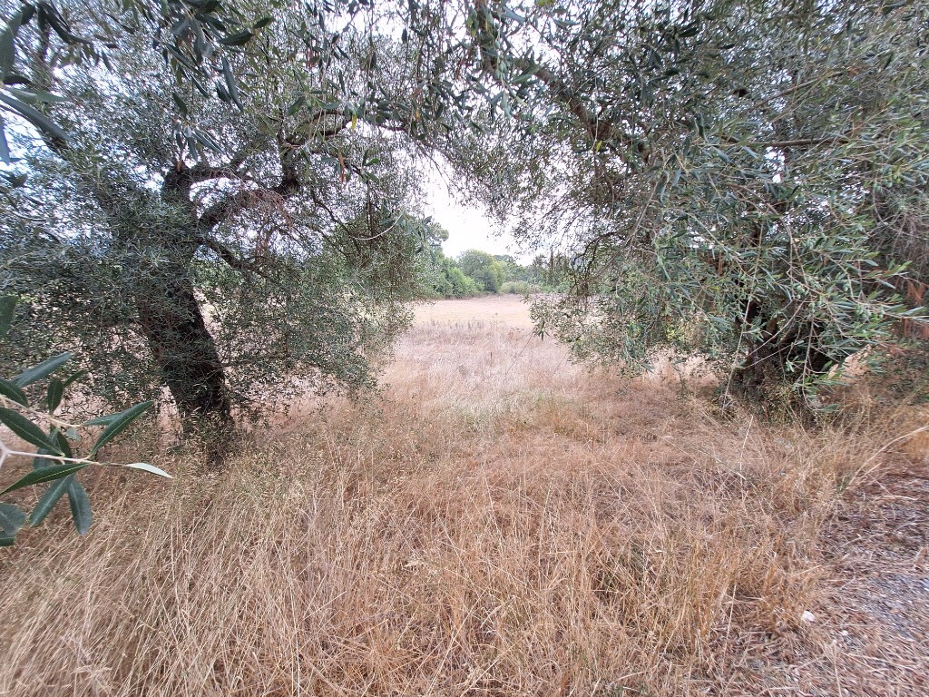 Land in Corfu, Greece, 5 500 m² - picture 8