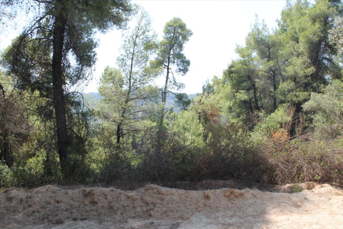 Grundstück in Kassandra, Griechenland, 13 000 m² - Foto 8