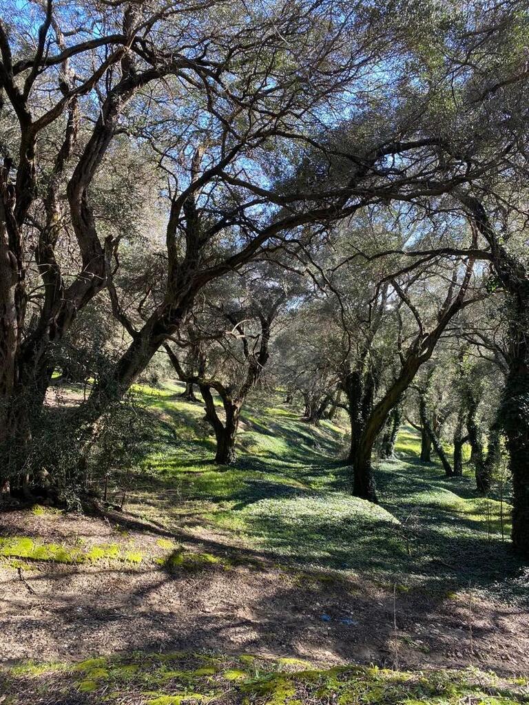 Grundstück in Korfu, Griechenland, 95 095 m² - Foto 8