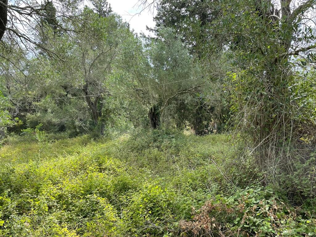 Grundstück in Korfu, Griechenland, 5 020 m² - Foto 8