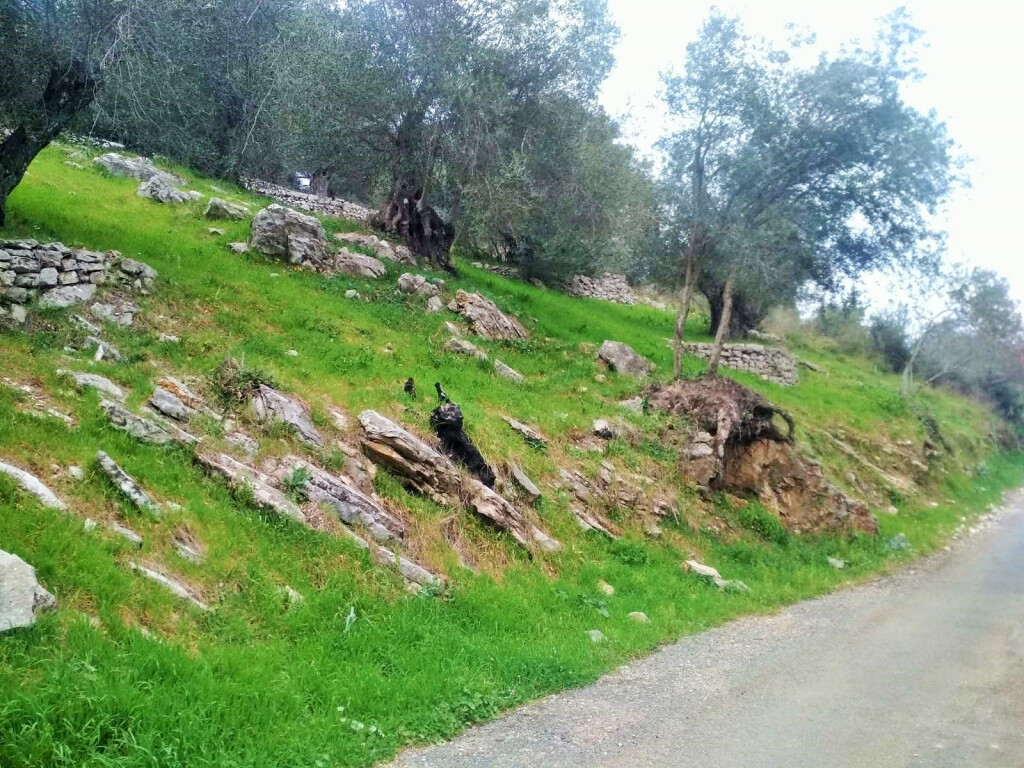 Land in Corfu, Greece, 4 363 m² - picture 8