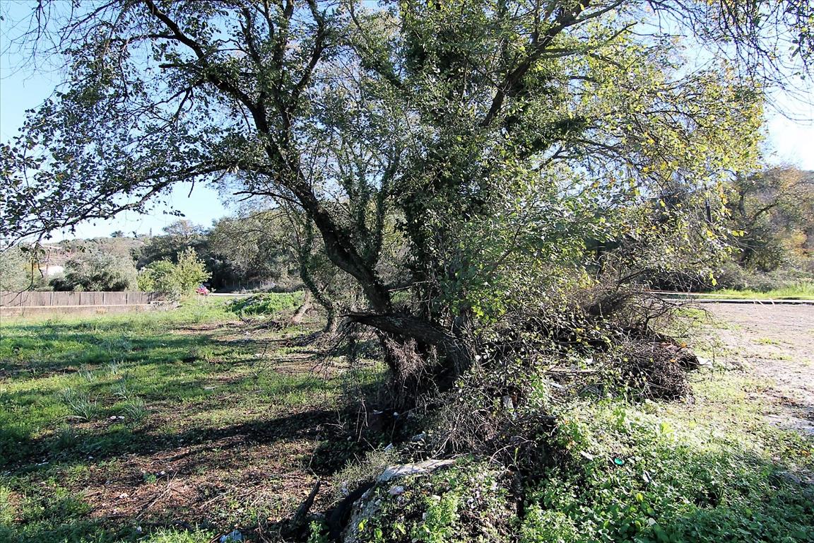 Terrain à Corfou, Grèce, 5 000 m² - image 8