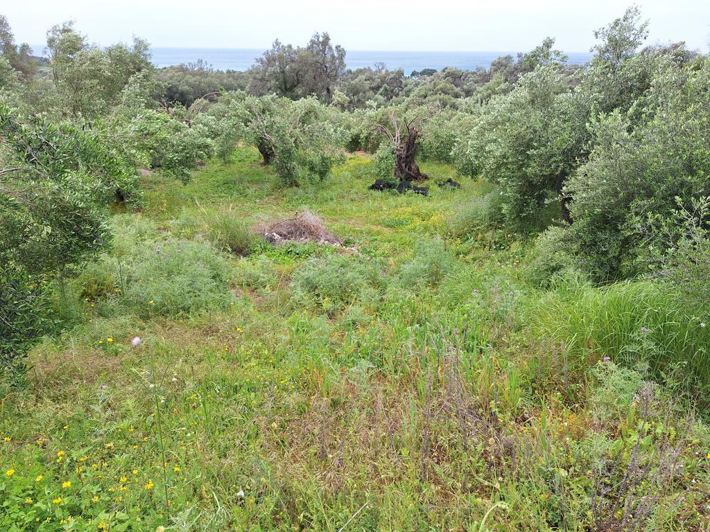 Land in Corfu, Greece, 7 000 m² - picture 8