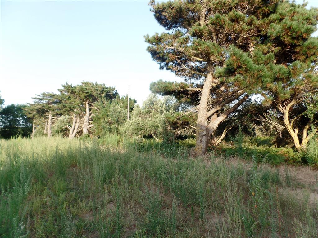 Terreno en Corfú, Grecia, 6 409 m² - imagen 8