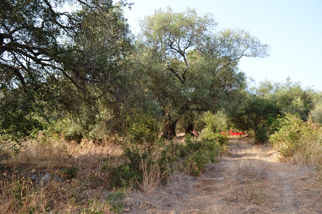 Land in Corfu, Greece, 6 500 m² - picture 8