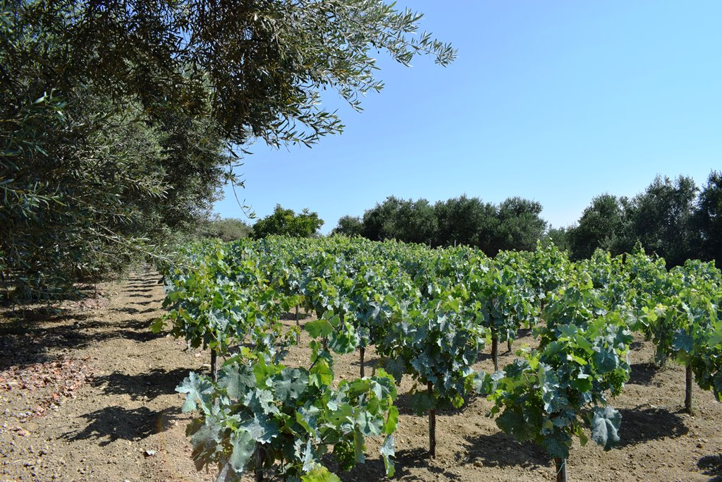 Land in Heraklion, Greece, 4 000 m² - picture 8