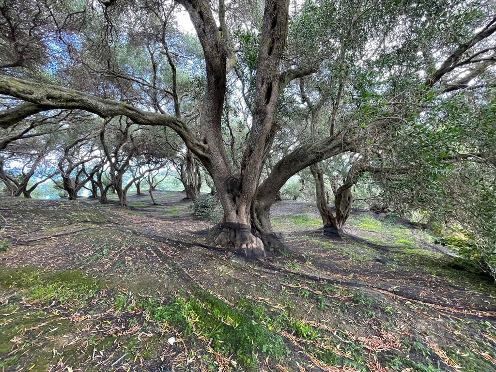 Land in Corfu, Greece, 940 m² - picture 8