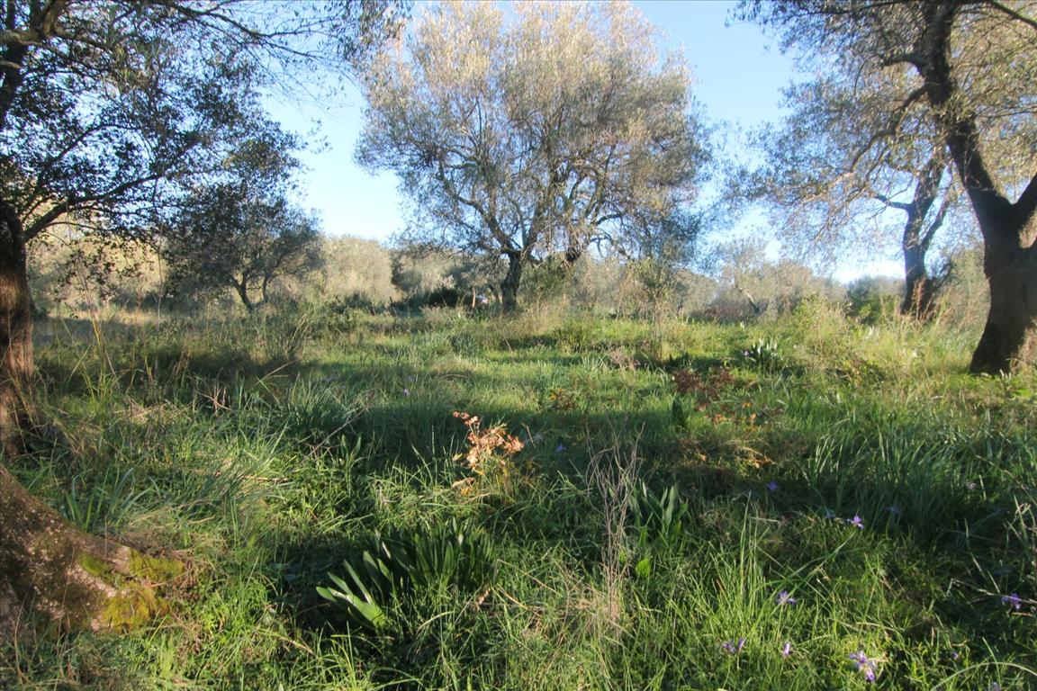 Terreno en Corfú, Grecia, 4 131 m² - imagen 8