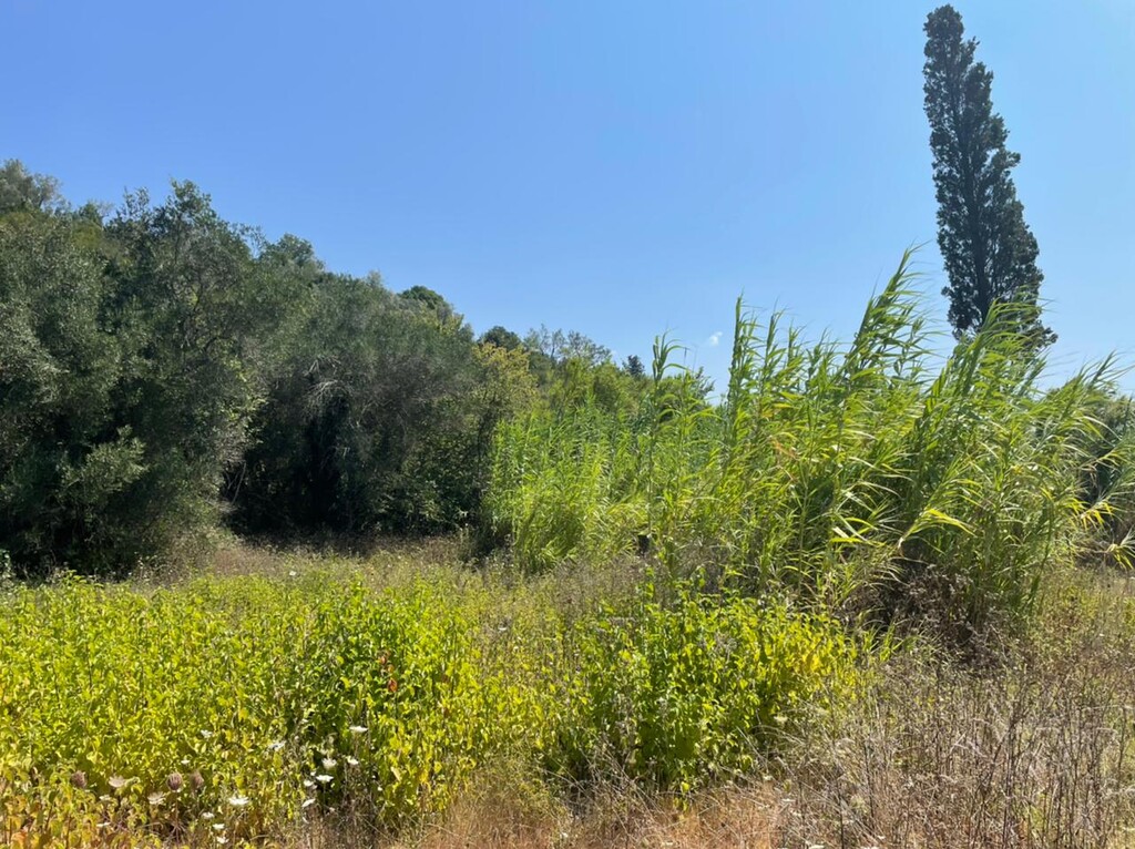 Grundstück in Korfu, Griechenland, 11 450 m² - Foto 8