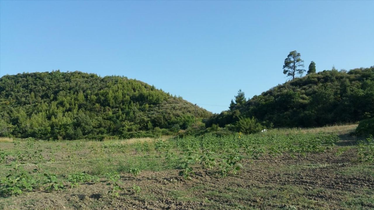 Land in Kassandra, Greece, 14 625 m² - picture 8