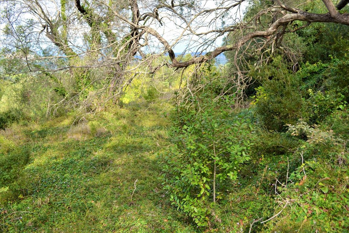 Land in Corfu, Greece, 4 673 m² - picture 8