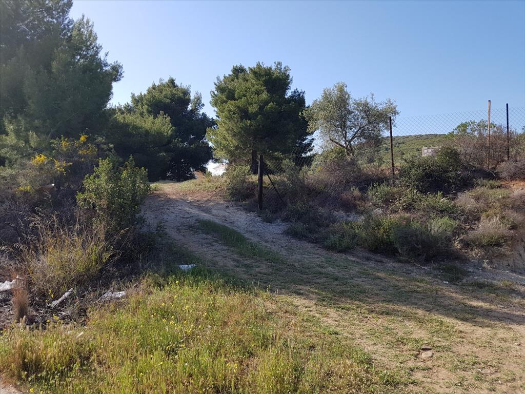 Terreno a Sithonia, Grecia, 6 500 m2 - foto 8