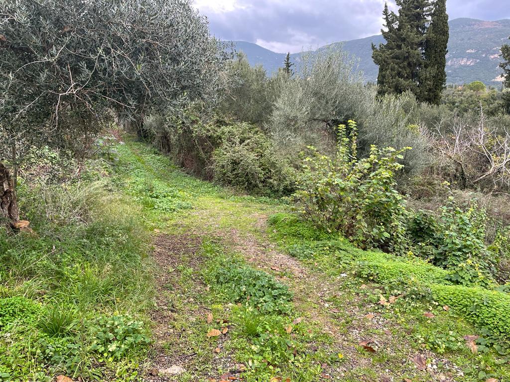 Land in Corfu, Greece, 2 463 m² - picture 8