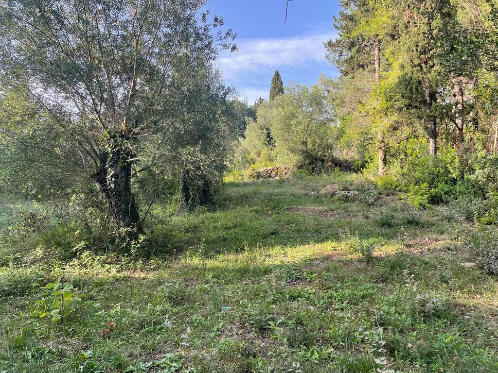 Land in Corfu, Greece, 3 321 m² - picture 9