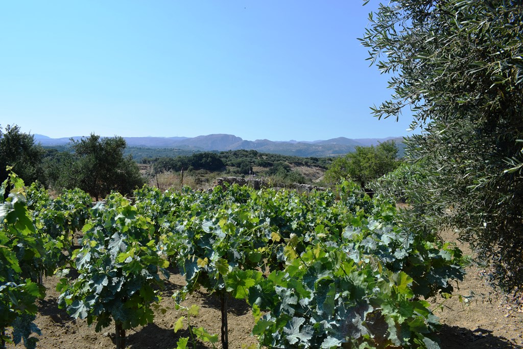 Land in Heraklion, Greece, 4 000 m² - picture 9