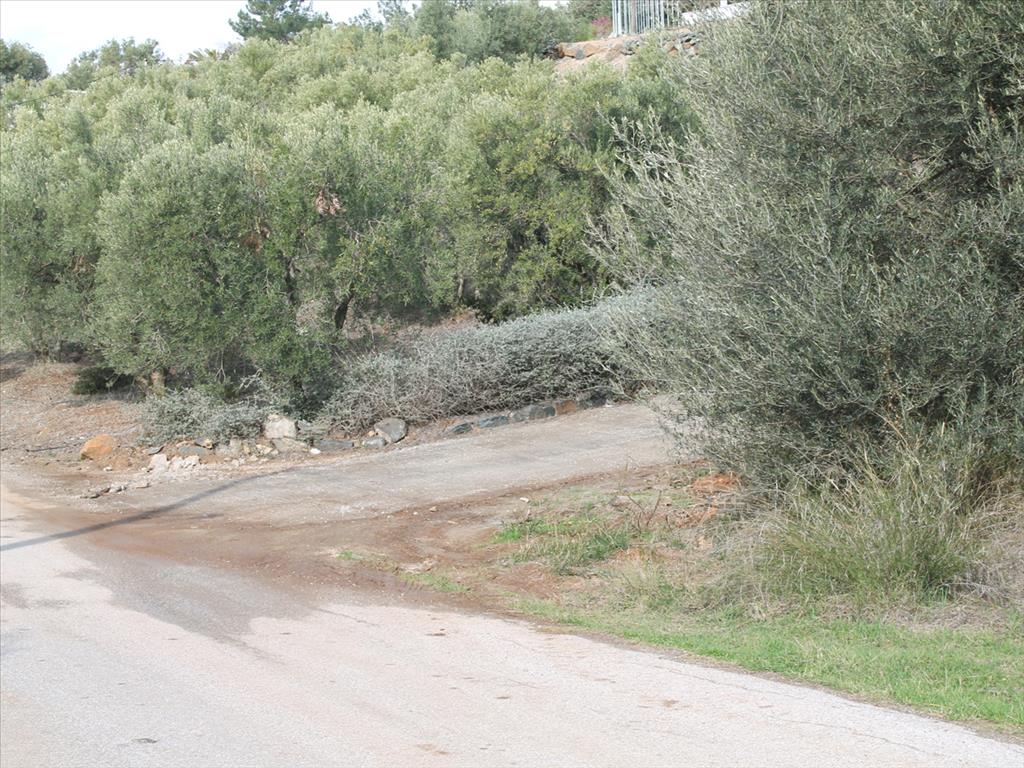 Terreno en Sitonia, Grecia, 13 244 m² - imagen 9