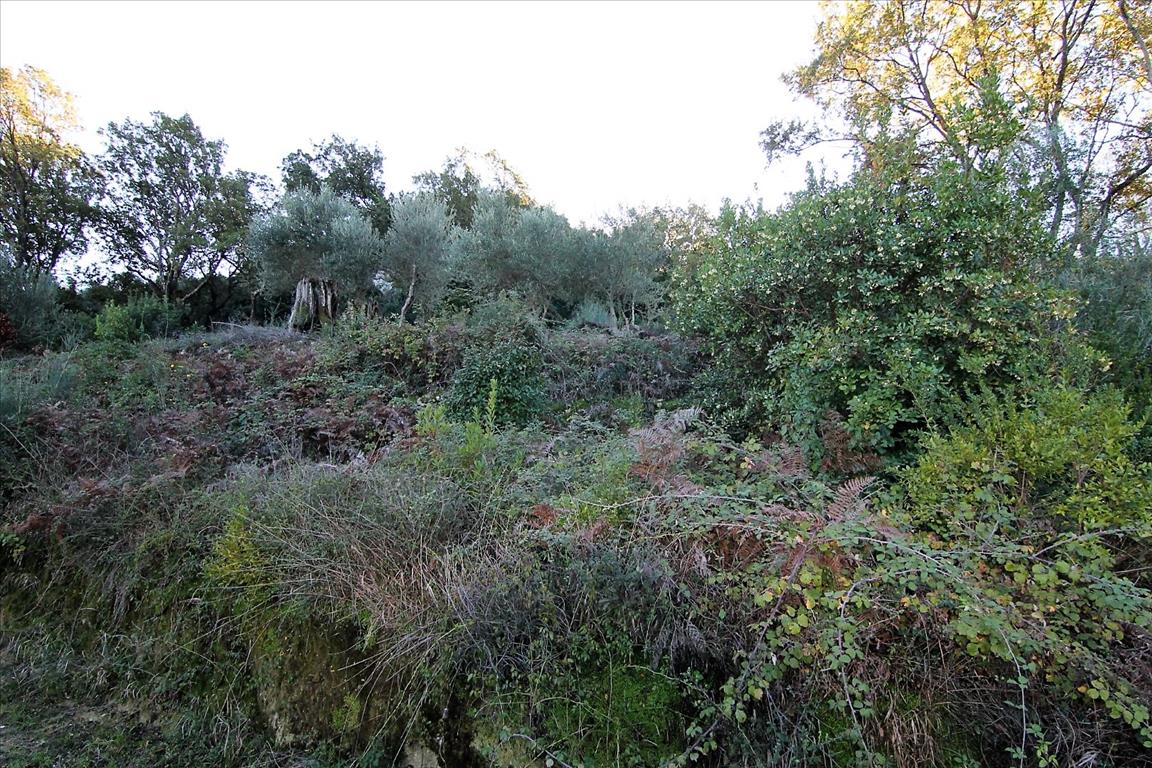 Land in Corfu, Greece, 9 000 m² - picture 9