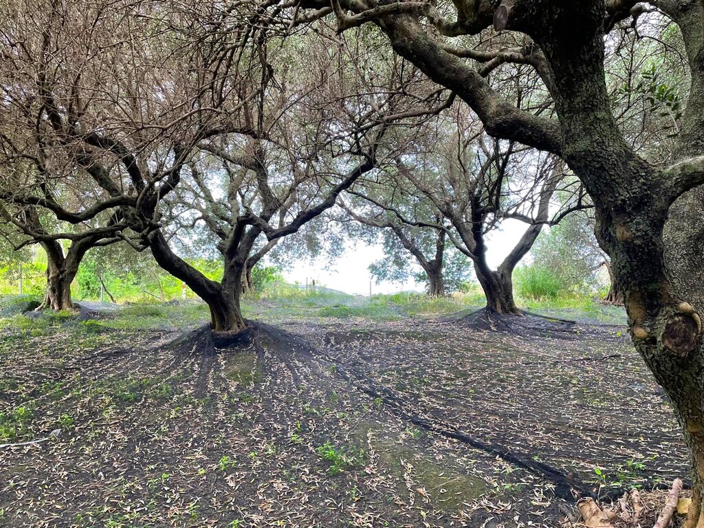 Land in Corfu, Greece, 940 m² - picture 9