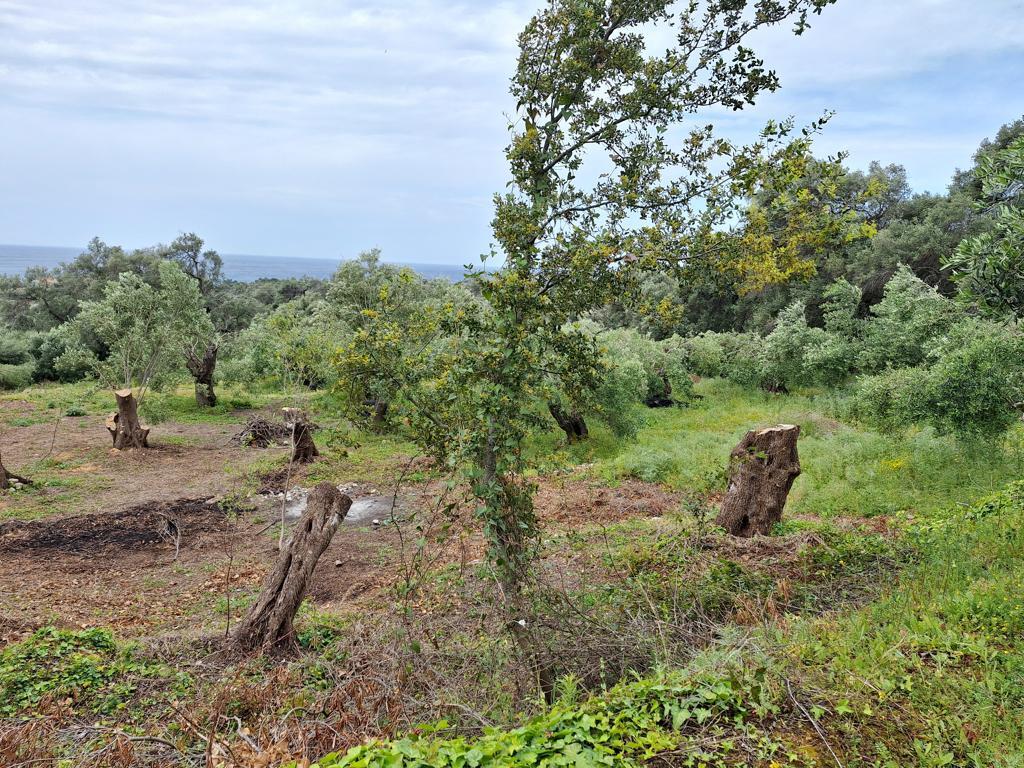 Land in Corfu, Greece, 7 000 m² - picture 9