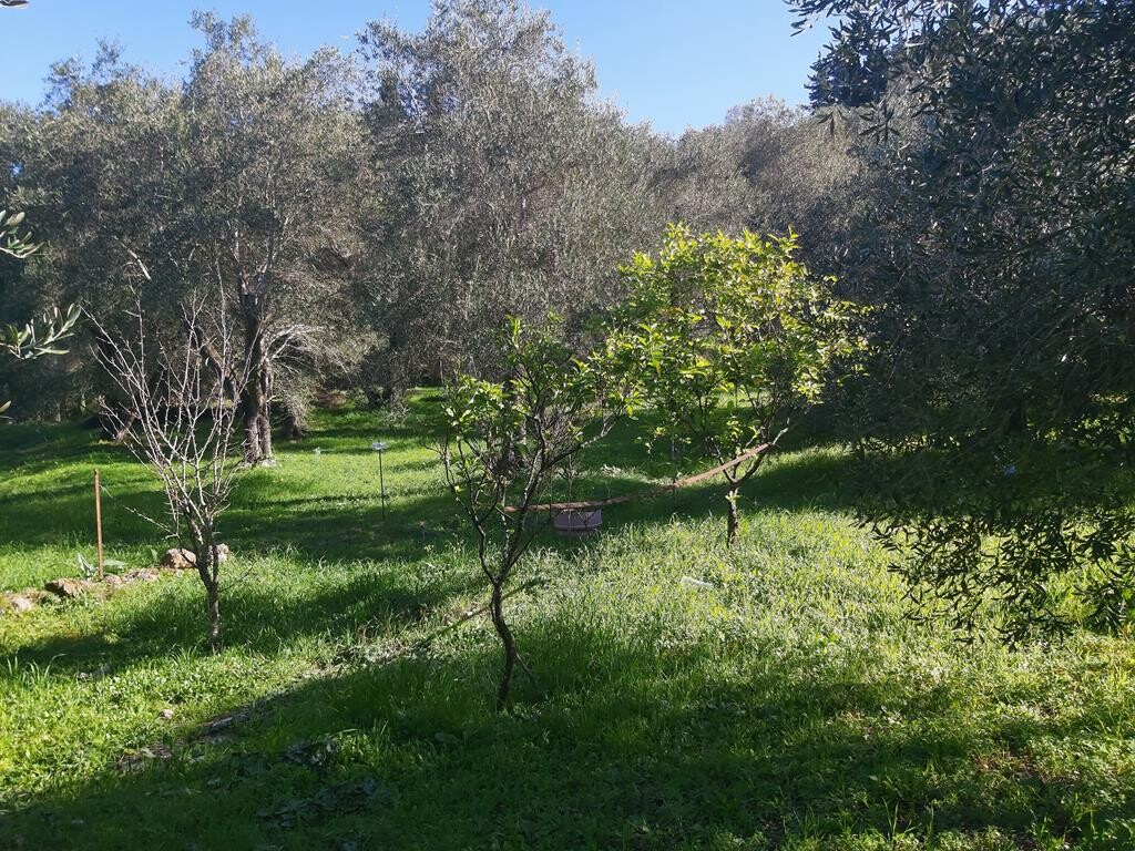 Terreno en Corfú, Grecia, 7 000 m² - imagen 9