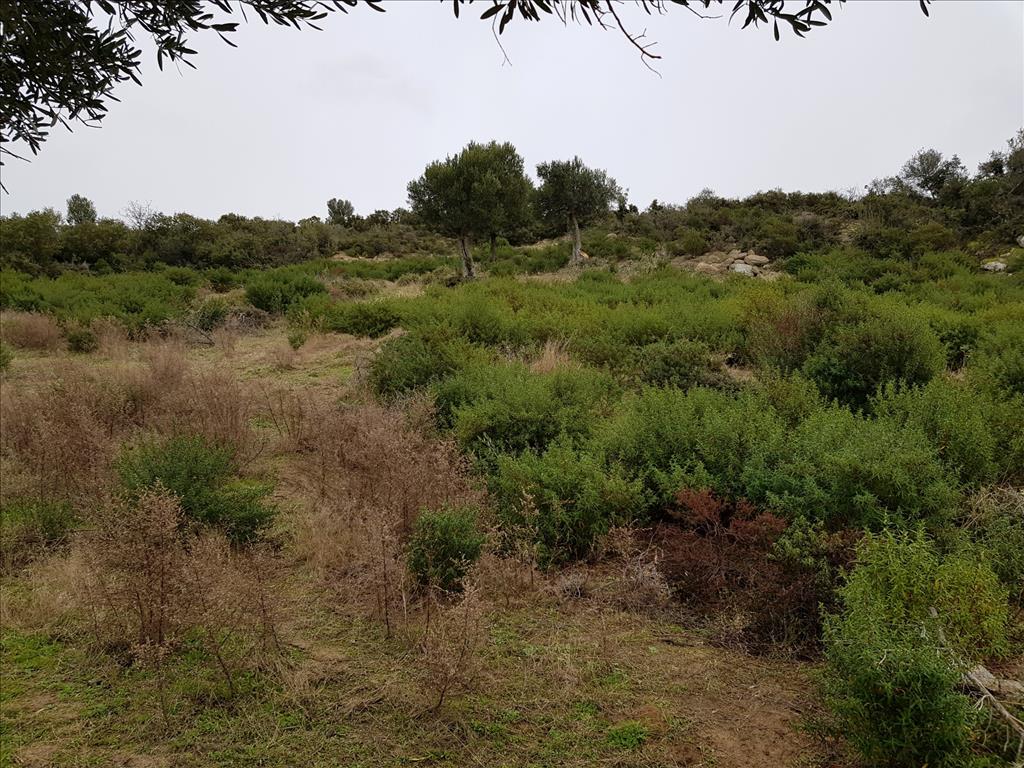 Grundstück in Sithonia, Griechenland, 12 500 m² - Foto 9