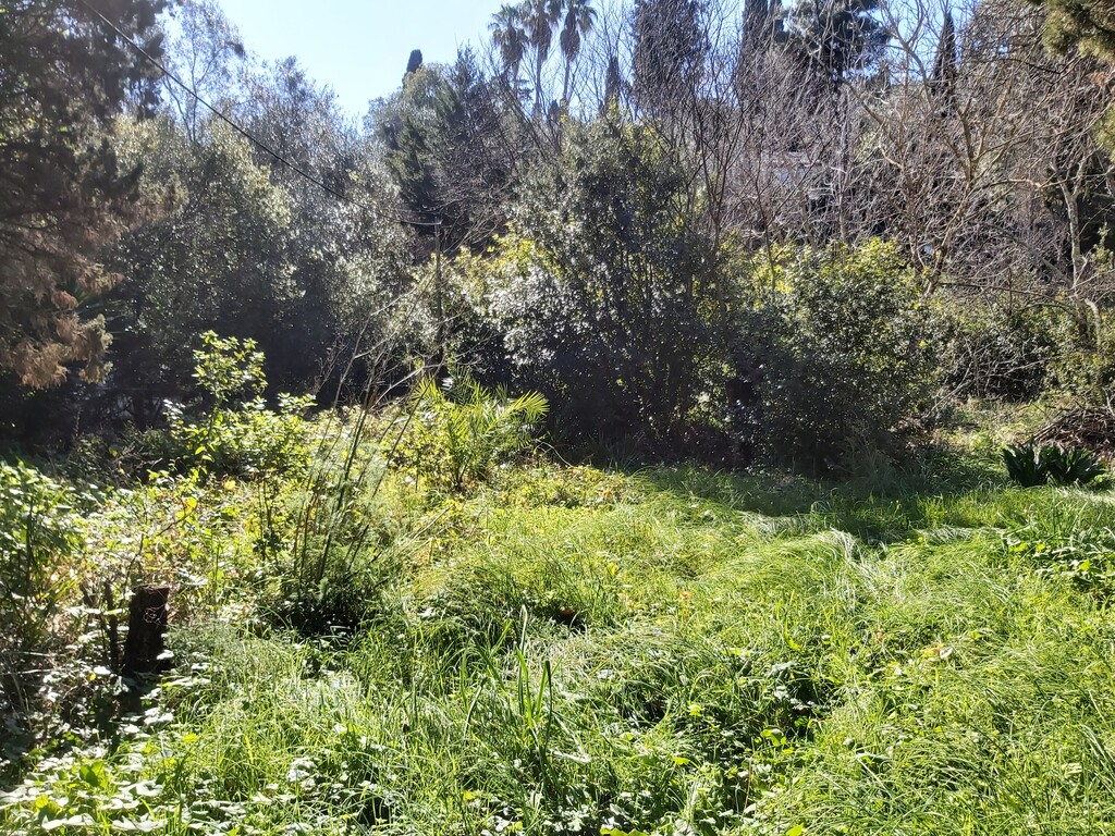 Land in Corfu, Greece, 2 770 m² - picture 9