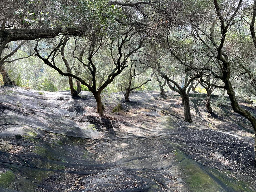 Terreno a Corfù, Grecia, 12 000 m2 - foto 9