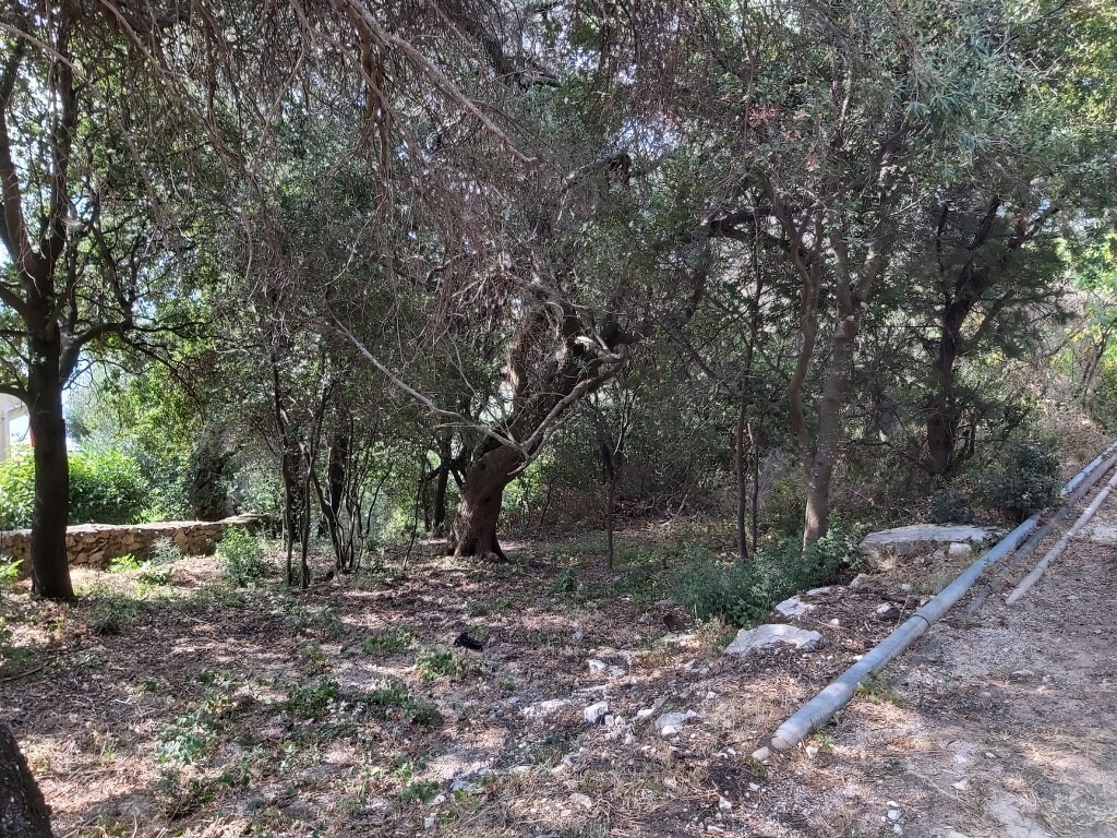 Land in Corfu, Greece, 18 000 m² - picture 9