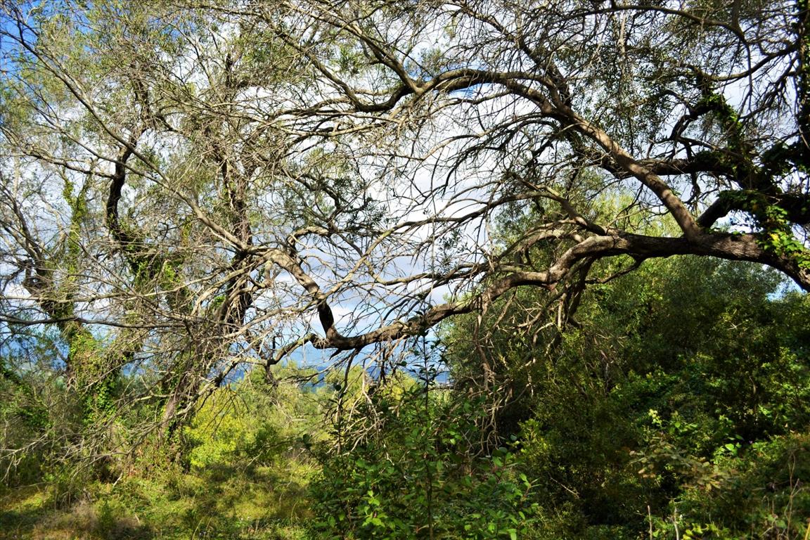 Land in Corfu, Greece, 4 673 m² - picture 9