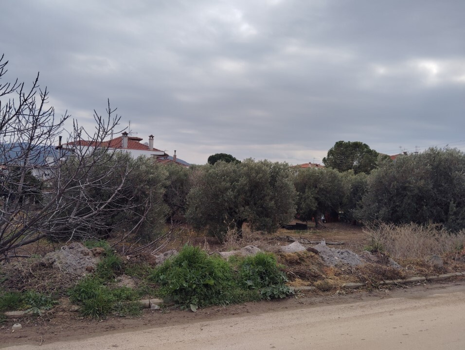 Terreno en Sitonia, Grecia, 1 305 m² - imagen 10