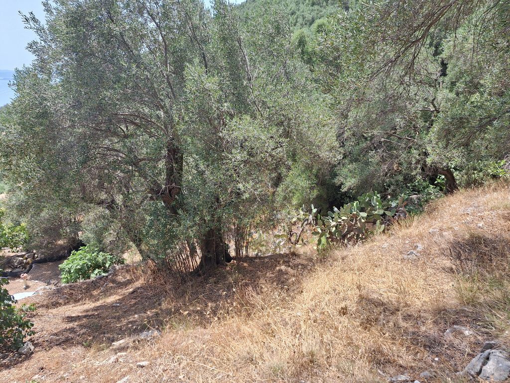 Terrain à Corfou, Grèce, 6 000 m² - image 10