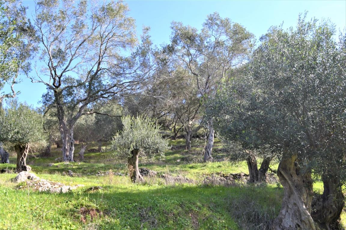 Terrain à Corfou, Grèce, 70 000 m² - image 10