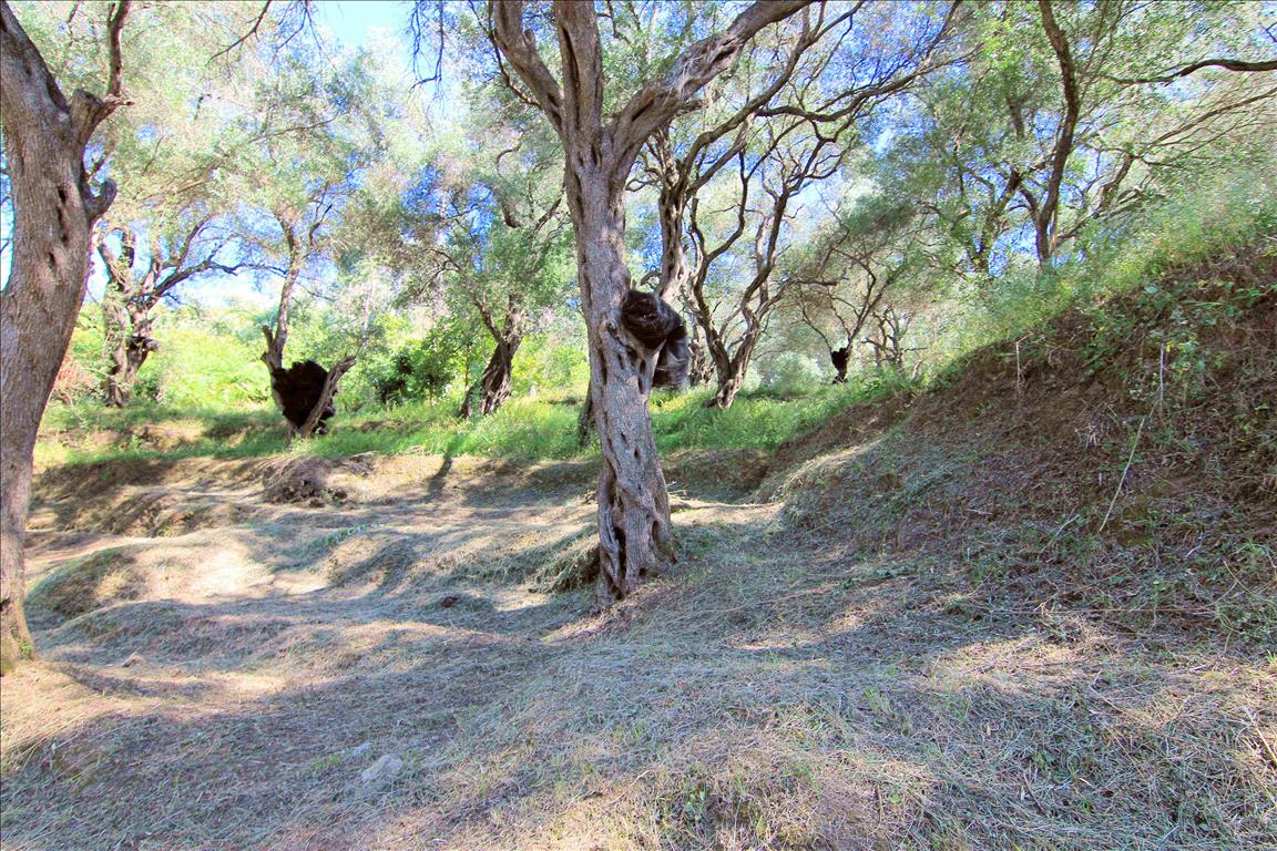 Terrain à Corfou, Grèce, 10 000 m² - image 10