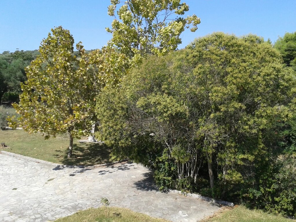 House in Kassandra, Greece, 340 m² - picture 10