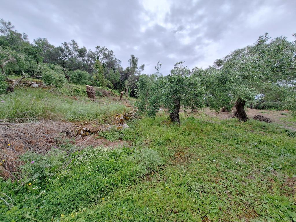 Land in Corfu, Greece, 7 000 m² - picture 10