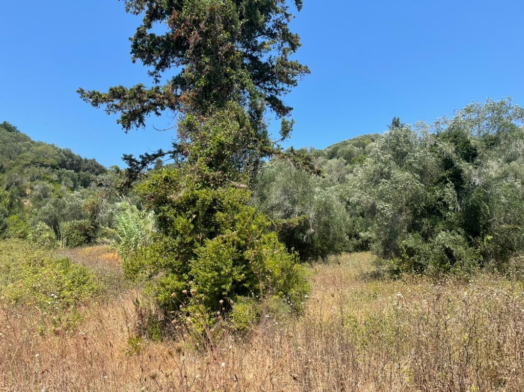 Grundstück in Korfu, Griechenland, 11 450 m² - Foto 10