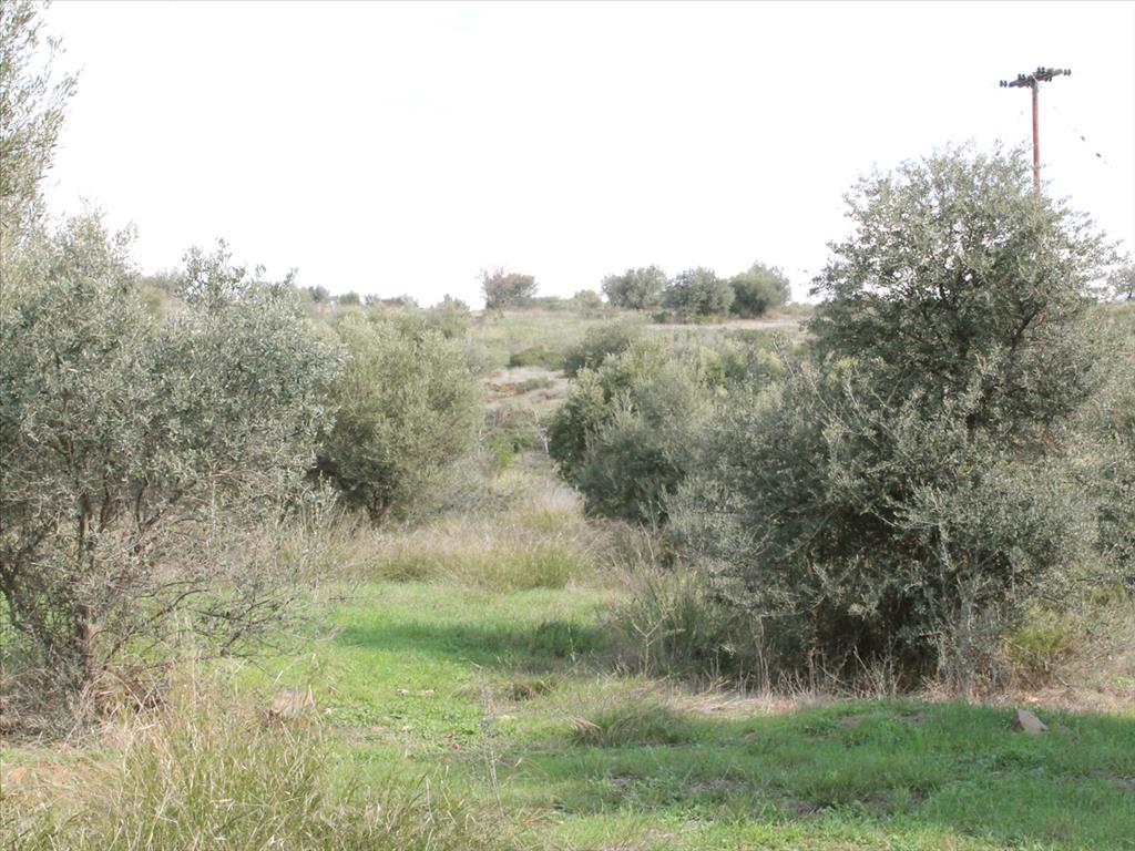 Terreno en Sitonia, Grecia, 13 244 m² - imagen 10