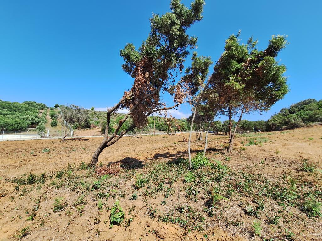 Land in Corfu, Greece, 5 064 m² - picture 10