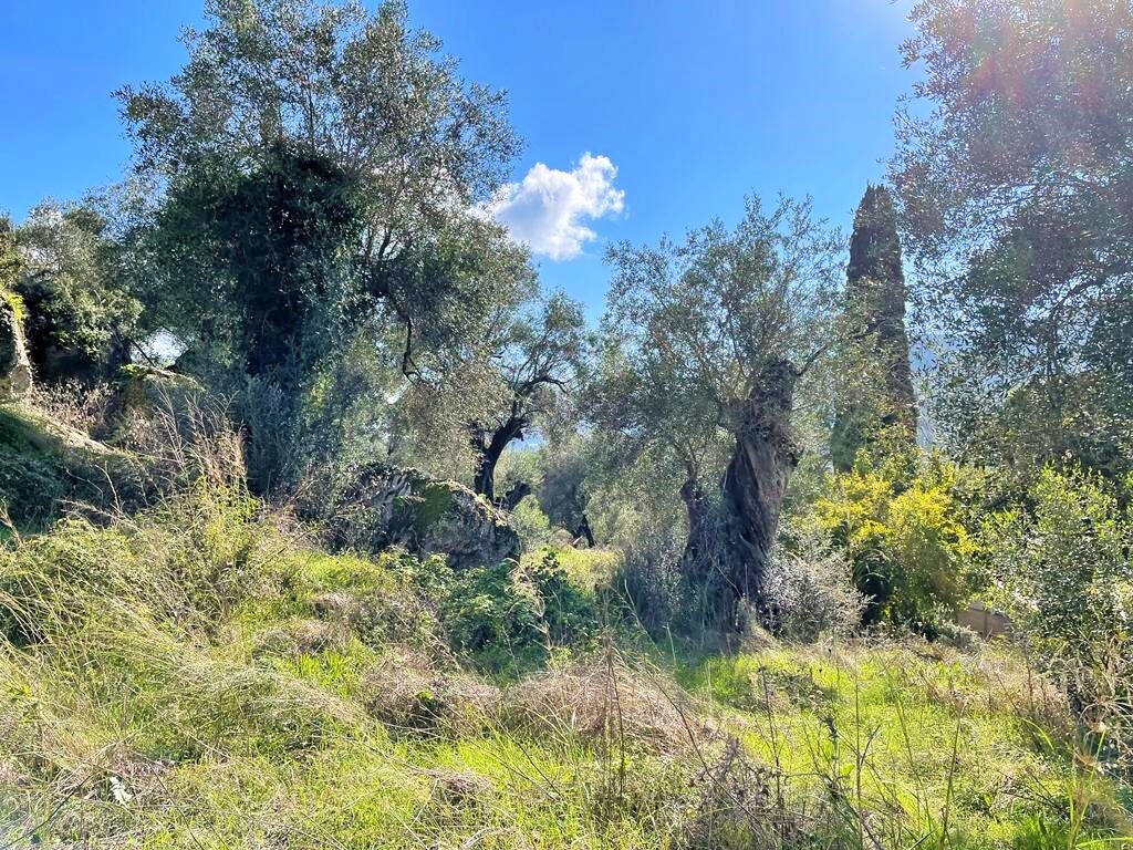 Terrain à Corfou, Grèce, 5 500 m² - image 10