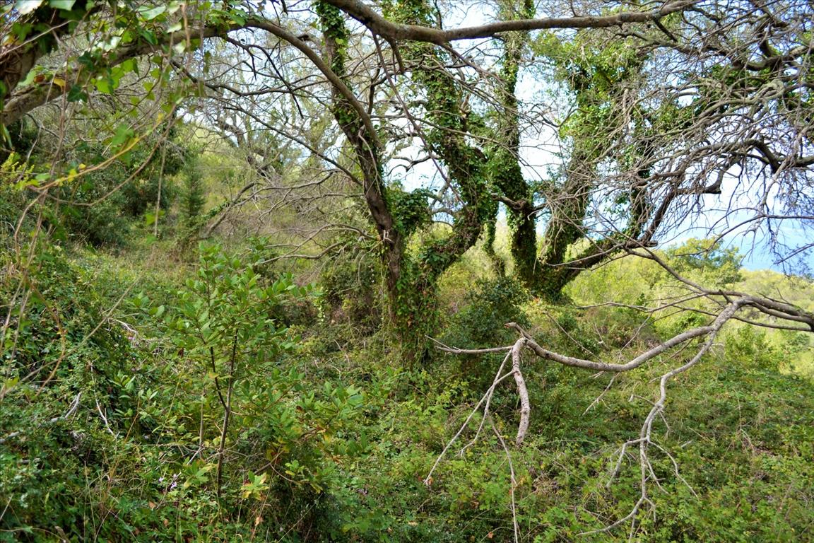 Land in Corfu, Greece, 4 673 m² - picture 10